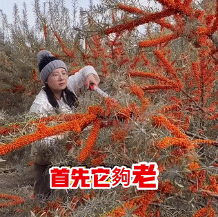 1760407463706182.gif