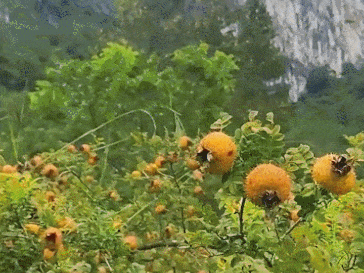 1760512098140103.gif